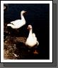 Geese.jpg